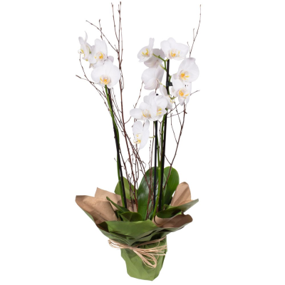 Orchid Plant | Heywood Florists | Heywood | Flower Delivery - Same Day Mothers Day Flowers Delivered In Heywood From Heywood Florist